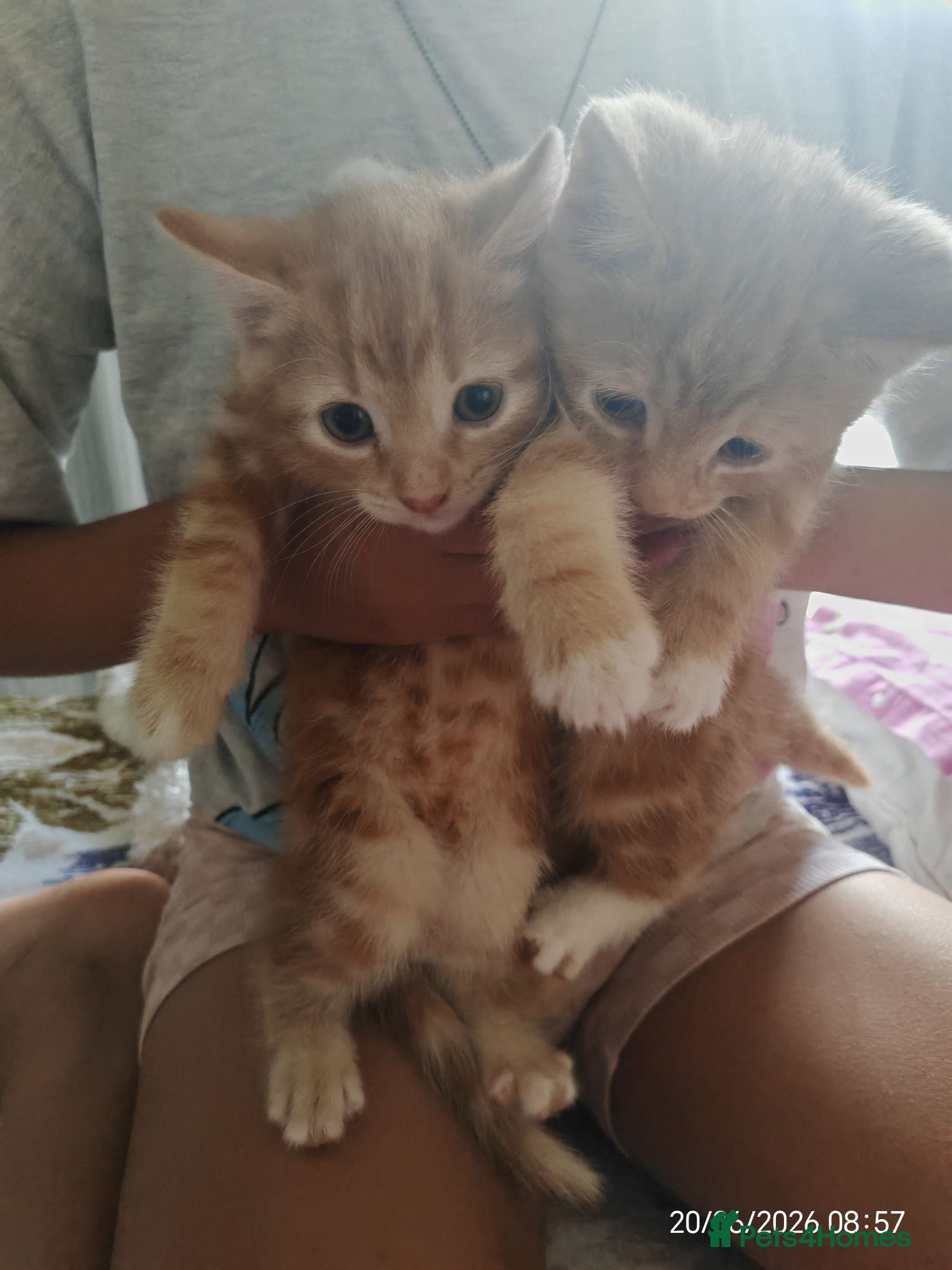 Domestic Shorthair cats Gorgeous Ginger Kittens Looking for Forever Home - Advert 2