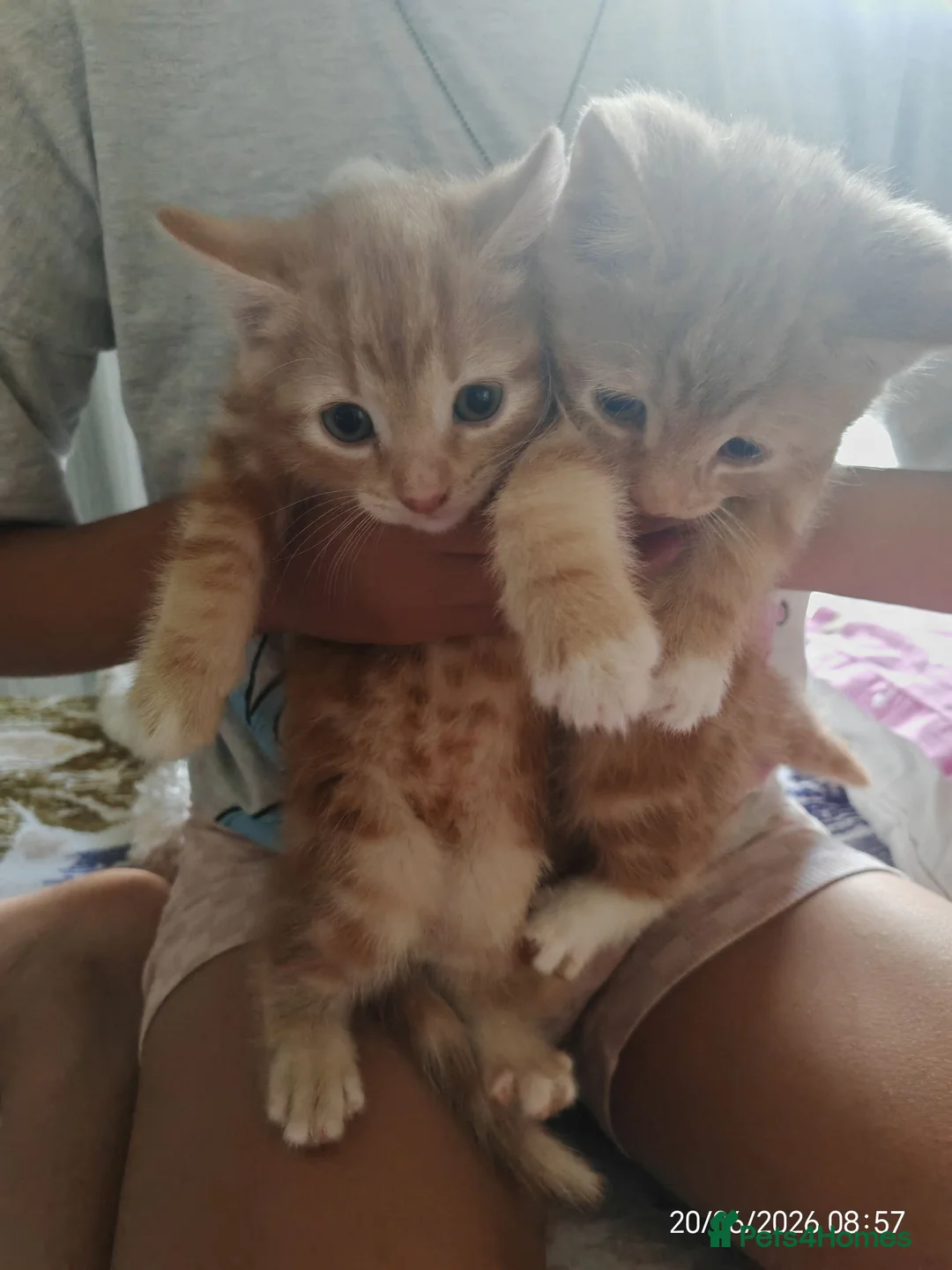 Domestic Shorthair cats for sale: Gorgeous Ginger Kittens Looking for Forever Home - Advert 1