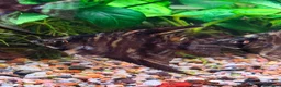 Angelfish fish for sale: Angel Fish 6cm (3 month old) - London - Advert 4