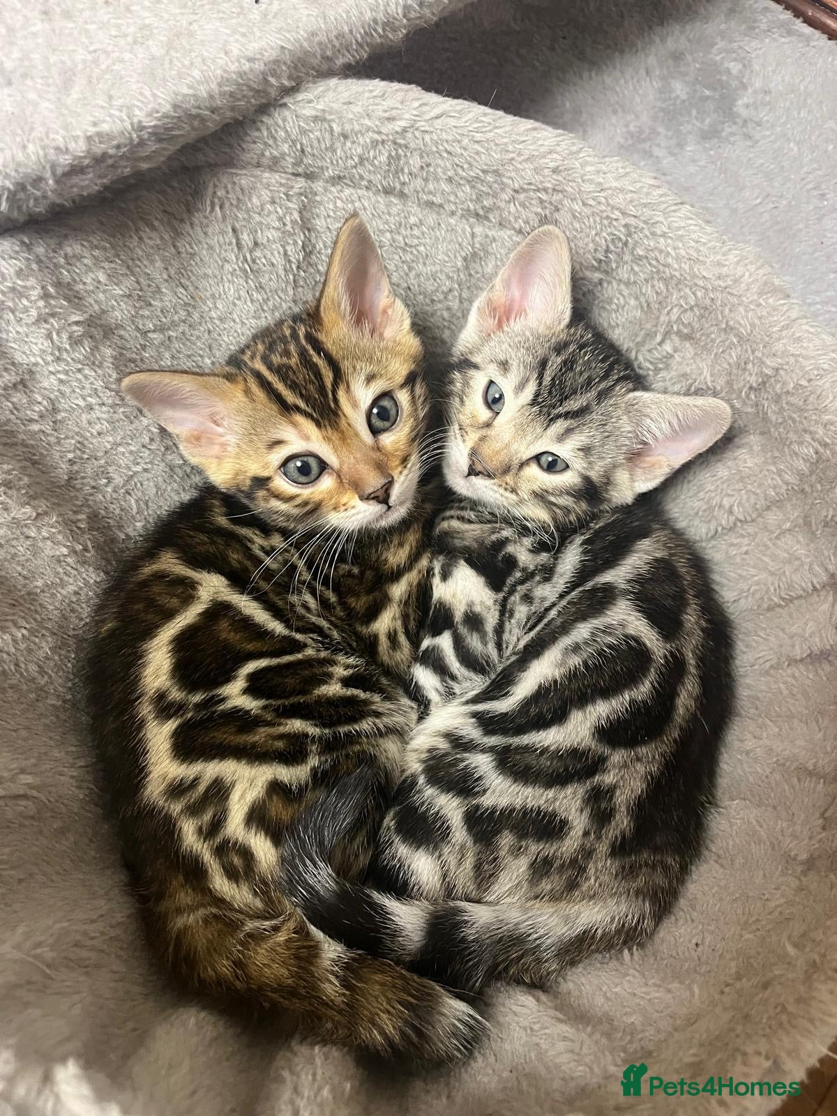 Bengal cats ✨STUNNING Bengal Kittens ✨ !!! Only one Left !!! - Advert 6