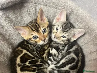 Bengal cats ✨STUNNING Bengal Kittens ✨ !!! Only one Left !!! - Advert 6