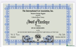 Bengal cats for sale: Snow and Brown boy TICA bengal kittens  - Image 10