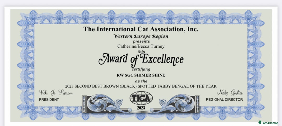 Bengal cats for sale: Snow and Brown boy TICA bengal kittens  - Image 10