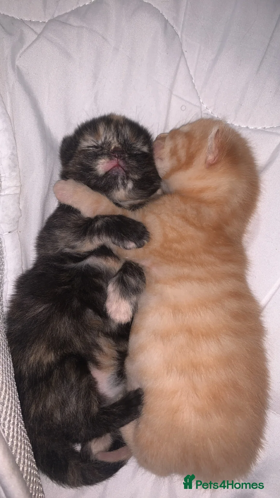 Mixed Breed cats for sale: Kittens  - Advert 12