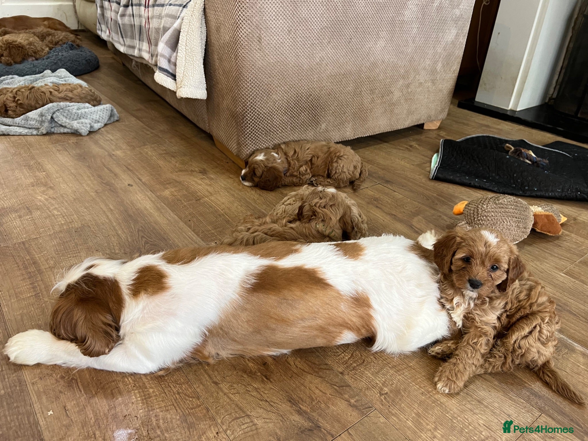 Cavapoo dogs Red Toy Cavapoo puppies ( health tested) - Advert 3