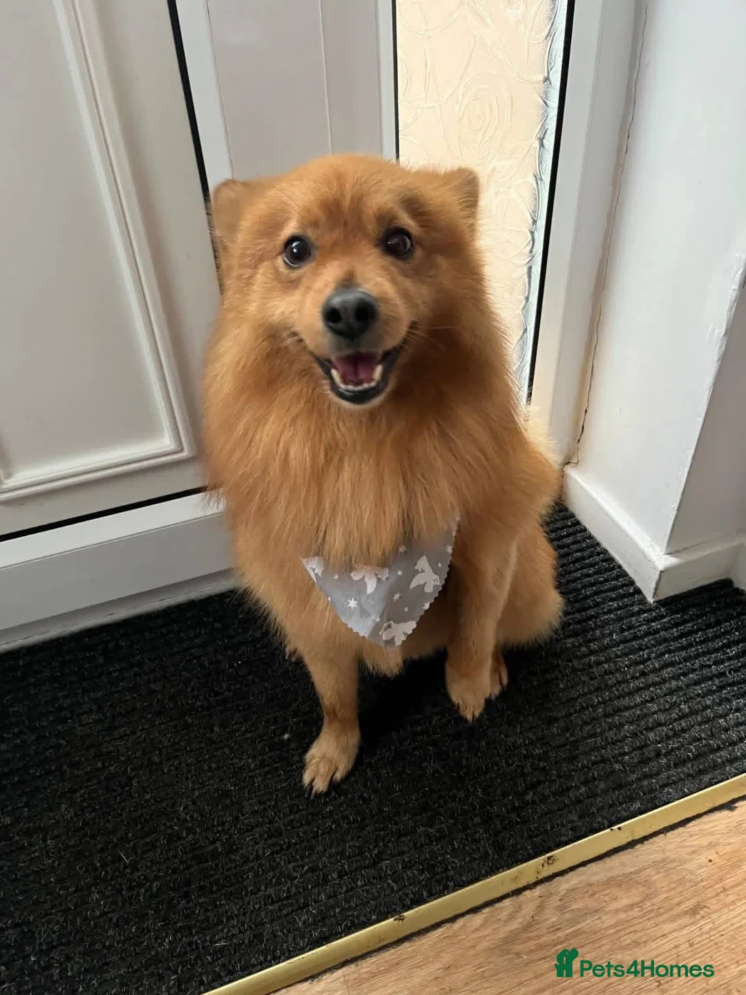 Mixed Breed dogs for adoption: ‼️URGENT 💙🐶 DEXTER – A Sweet Spitz Cross in Skegness - Advert 12