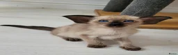 Oriental cats for sale: Modern type Oriental/siamese kittens  - Advert 10
