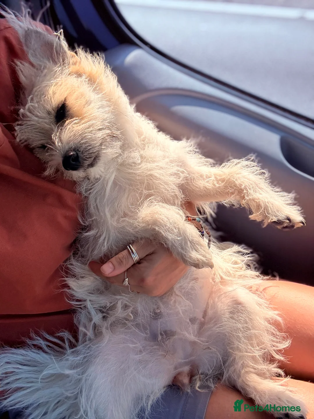 Jack Russell dogs for sale: Belle and Buddy (both female) - Advert 1