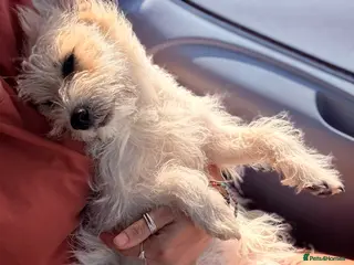 Jack Russell dogs Belle and Buddy (both female) - Advert 1