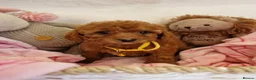 Cavapoo dogs for sale: 💖BEAUTIFUL LICENSED-BRED CAVAPOOS💖 - Advert 17