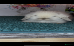 Mini Lion Lop rabbits for sale: Gorgeous fluffy mini lion lop baby bunnies - Image 12