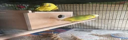 Budgerigars birds for sale: Breeding Budgie Pair yellows lime green - Advert 3