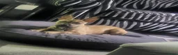 Mixed Breed dogs for sale: Mixed staff/ French bulldog - Advert 2