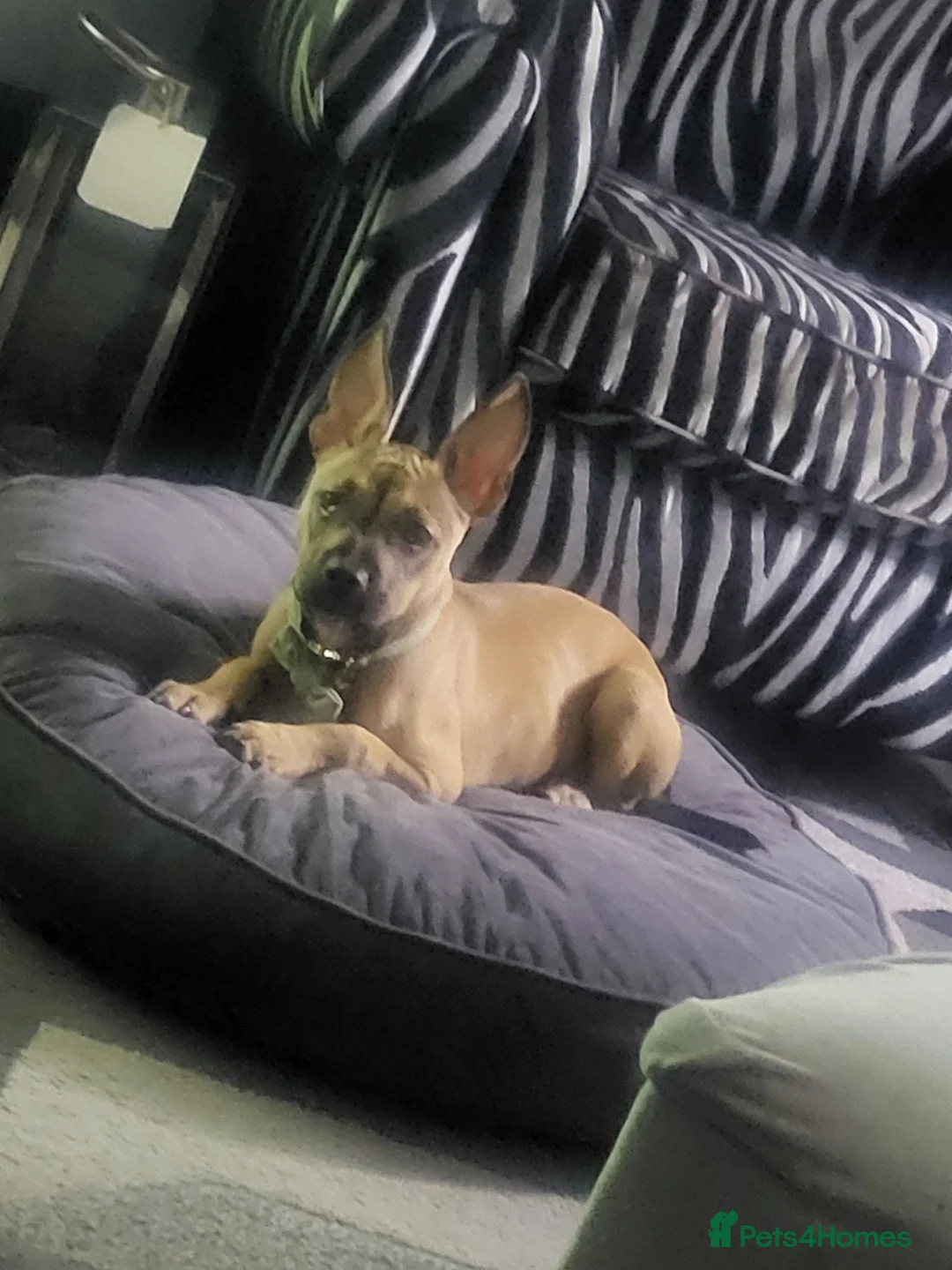 Mixed Breed dogs for sale: Mixed staff/ French bulldog - Advert 2