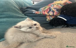 British Shorthair cats for sale: Lilac British Shorthair Kittens - 2 boys 3 girls - Image 18