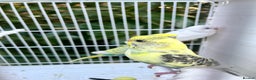 Budgerigars birds for sale: Stunning dominant and rainbow pied baby budgies!!! - Advert 1