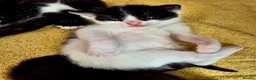 Mixed Breed cats for sale: Cute little kittens 😻😻😻 - Advert 11
