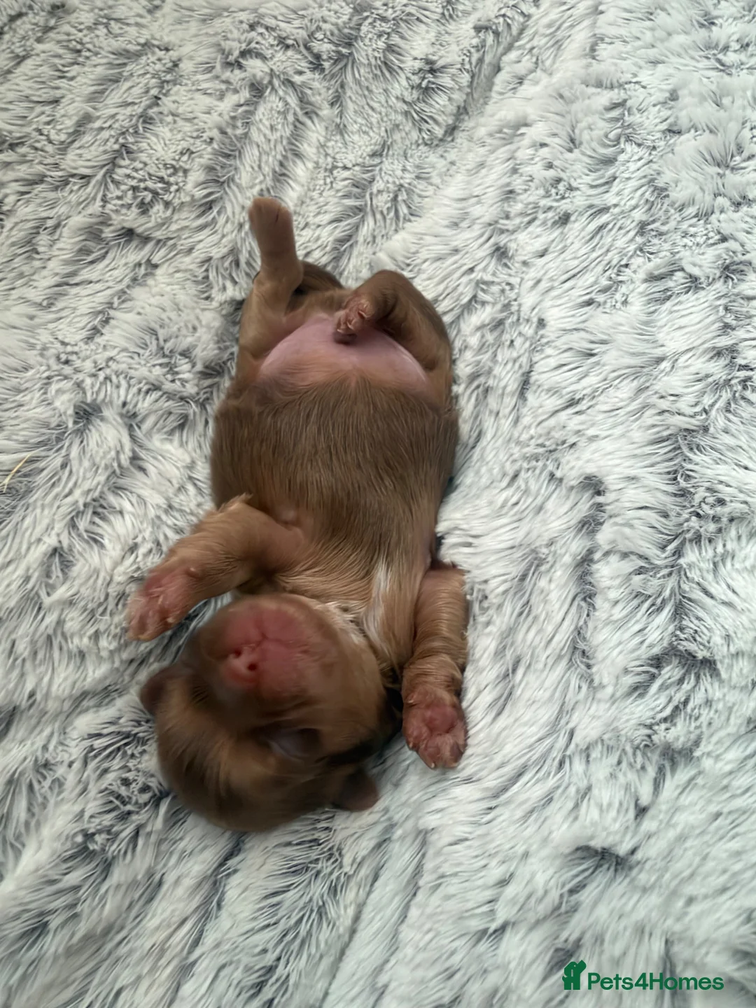 Shih Tzu dogs for sale: Imperial Full KC Reg litter of 4 male pups - Advert 12