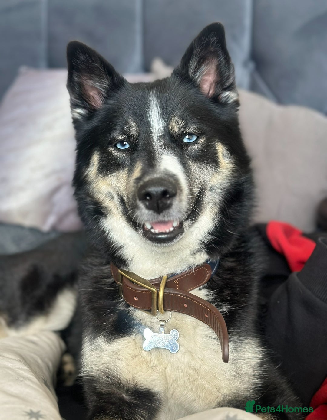 Pomsky dogs for sale: Nala the Pomsky🖤 - Advert 4