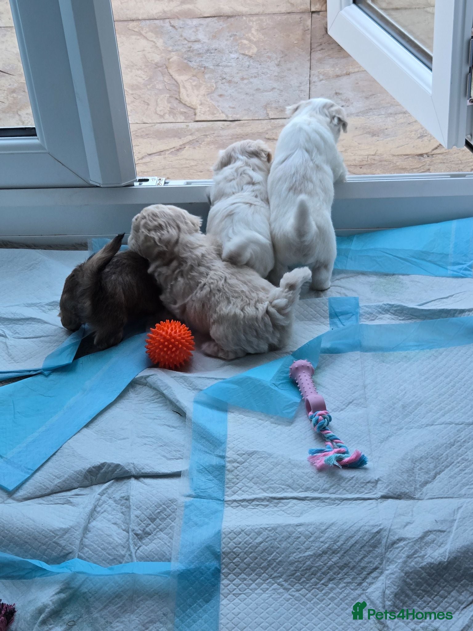 Mixed Breed dogs Long haired chihuahua x Bichon Frise  - Advert 2