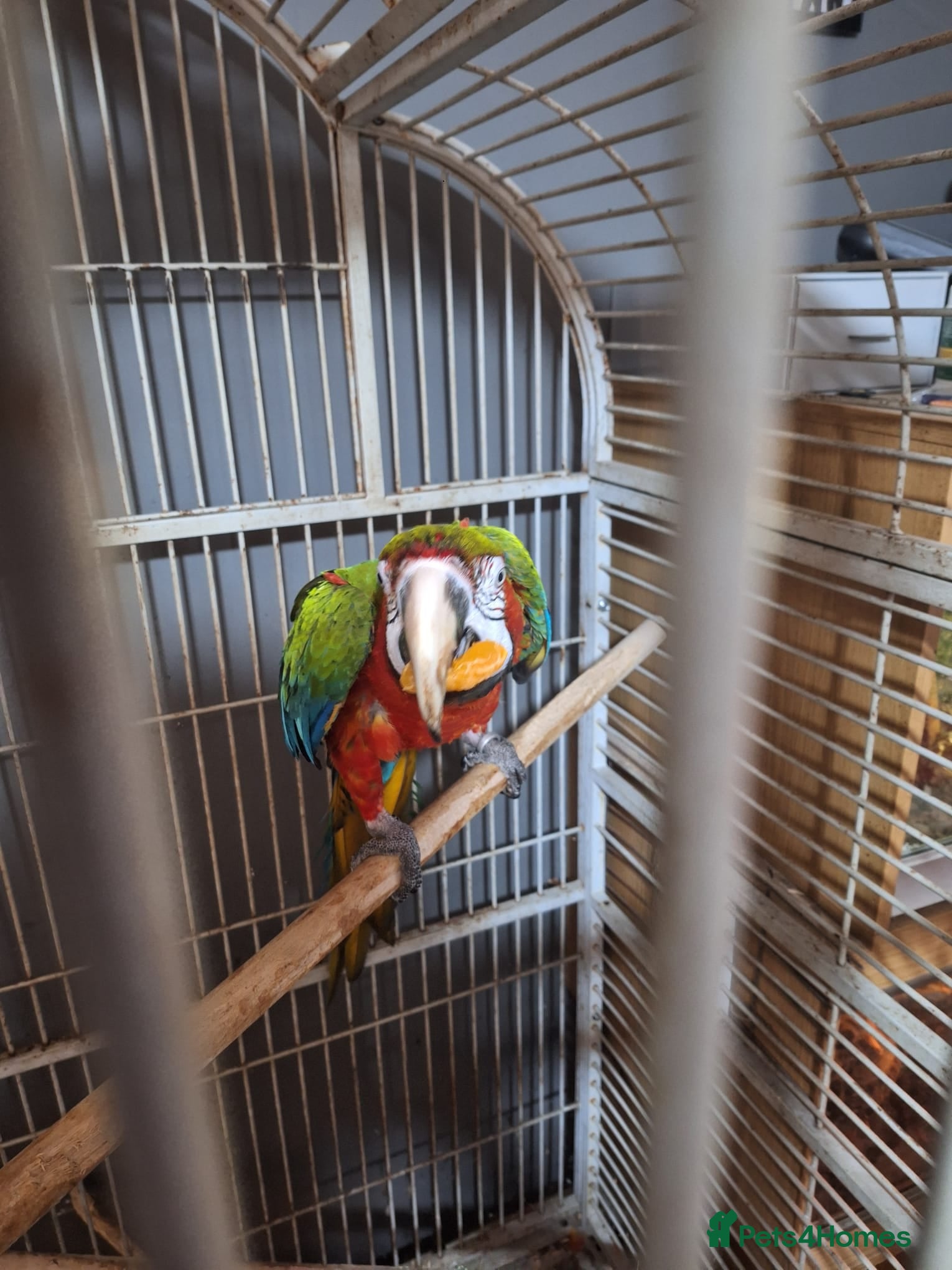 Macaws birds Joshi - Advert 16