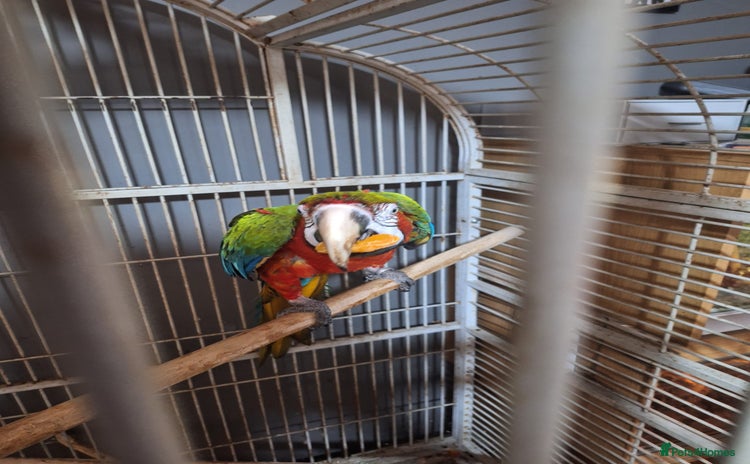 Macaws birds - Advert 7