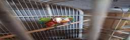Macaws birds for sale: Joshi - Advert 1