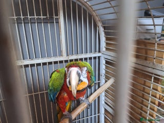 Macaws birds - Advert 5