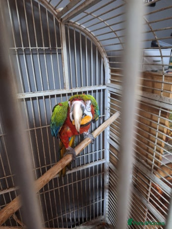 Macaws birds - Advert 1