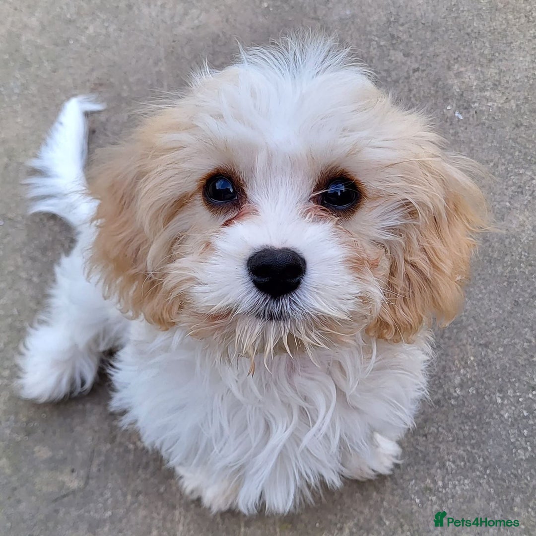 Cavachon dogs for sale: cavachon Puppies  - Advert 11