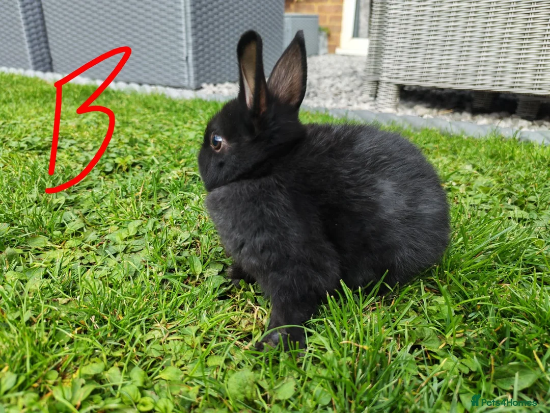 Netherland Dwarf rabbits for sale: Netherland dwarf  - Advert 15