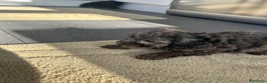Cockapoo 2