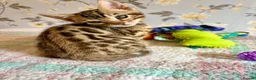 Bengal cats for sale: *READY NOW* Bengal Kittens - Advert 22