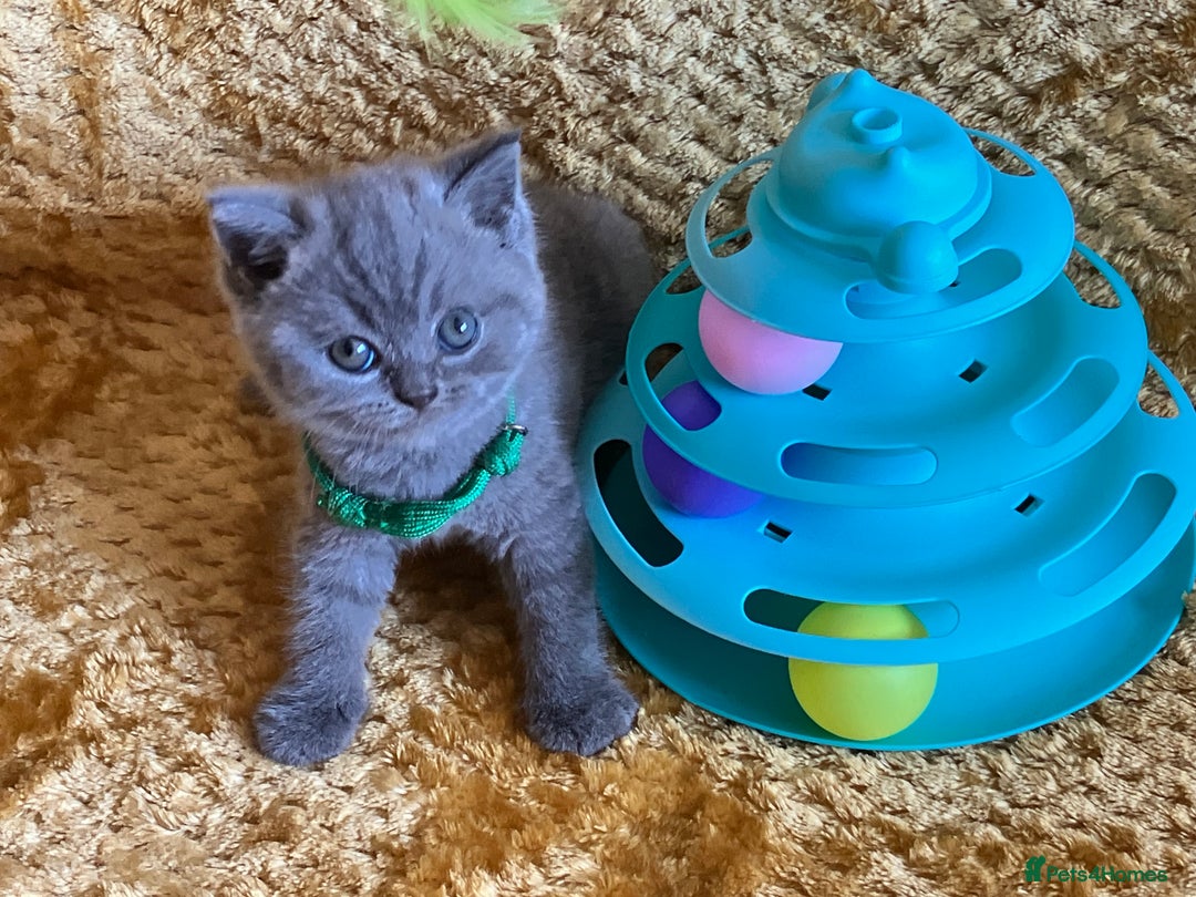 British Shorthair cats for sale: GCCF registered ChampionBloodline 5GENpedigree BSH - Image 15