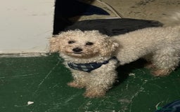 Mixed Breed dogs for sale: Toy poodle puppies  - Image 6