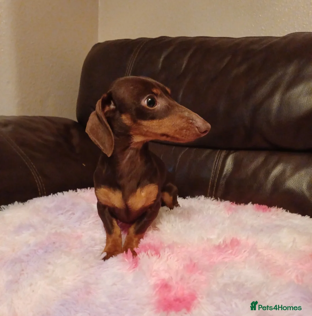 Miniature Dachshund dogs for stud: 3.5kg stunning Miniature Dachshund for Stud  - Advert 3