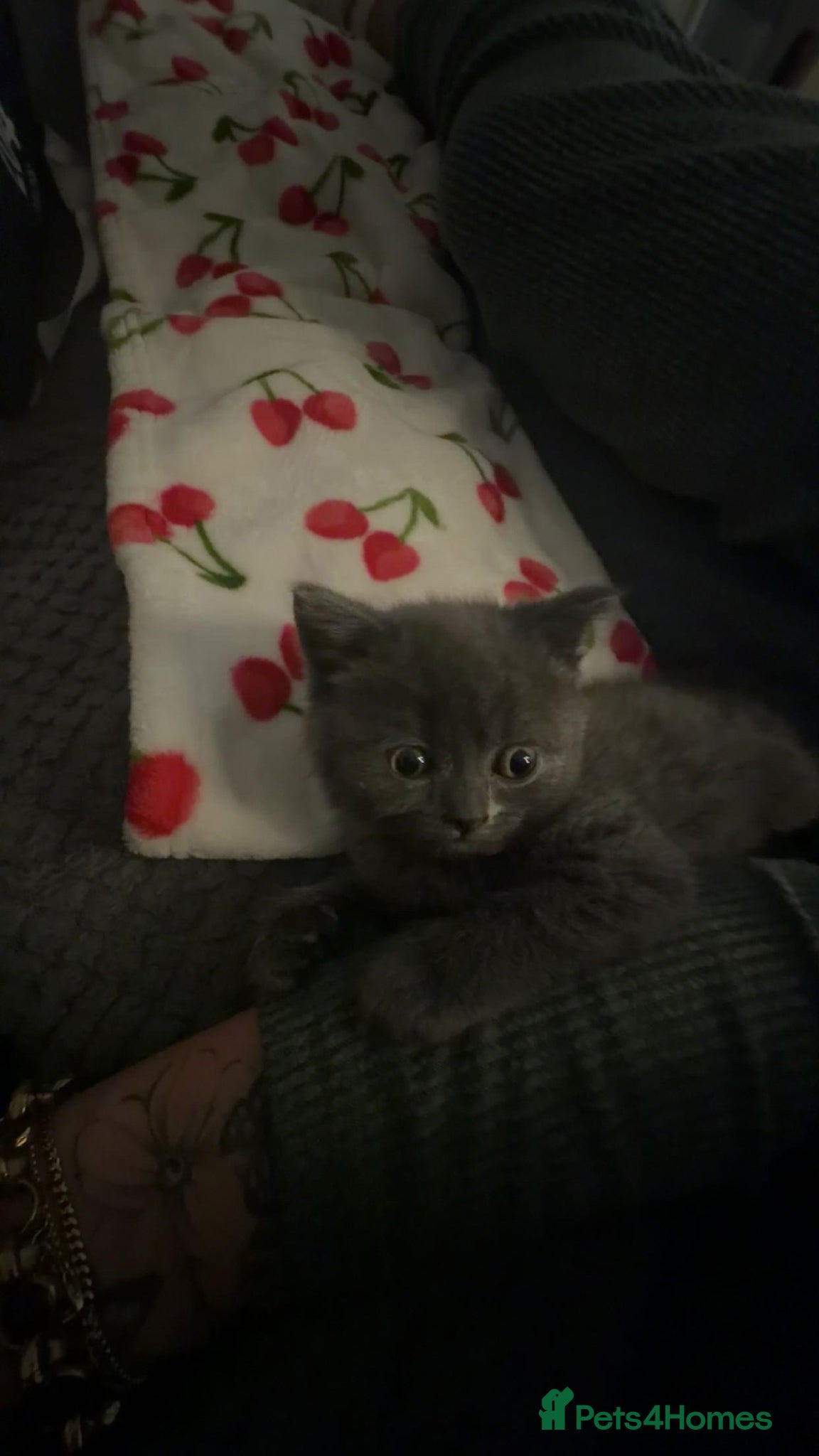 British Shorthair cats for sale: Girl Blue British Short hair🩷 - Advert 5