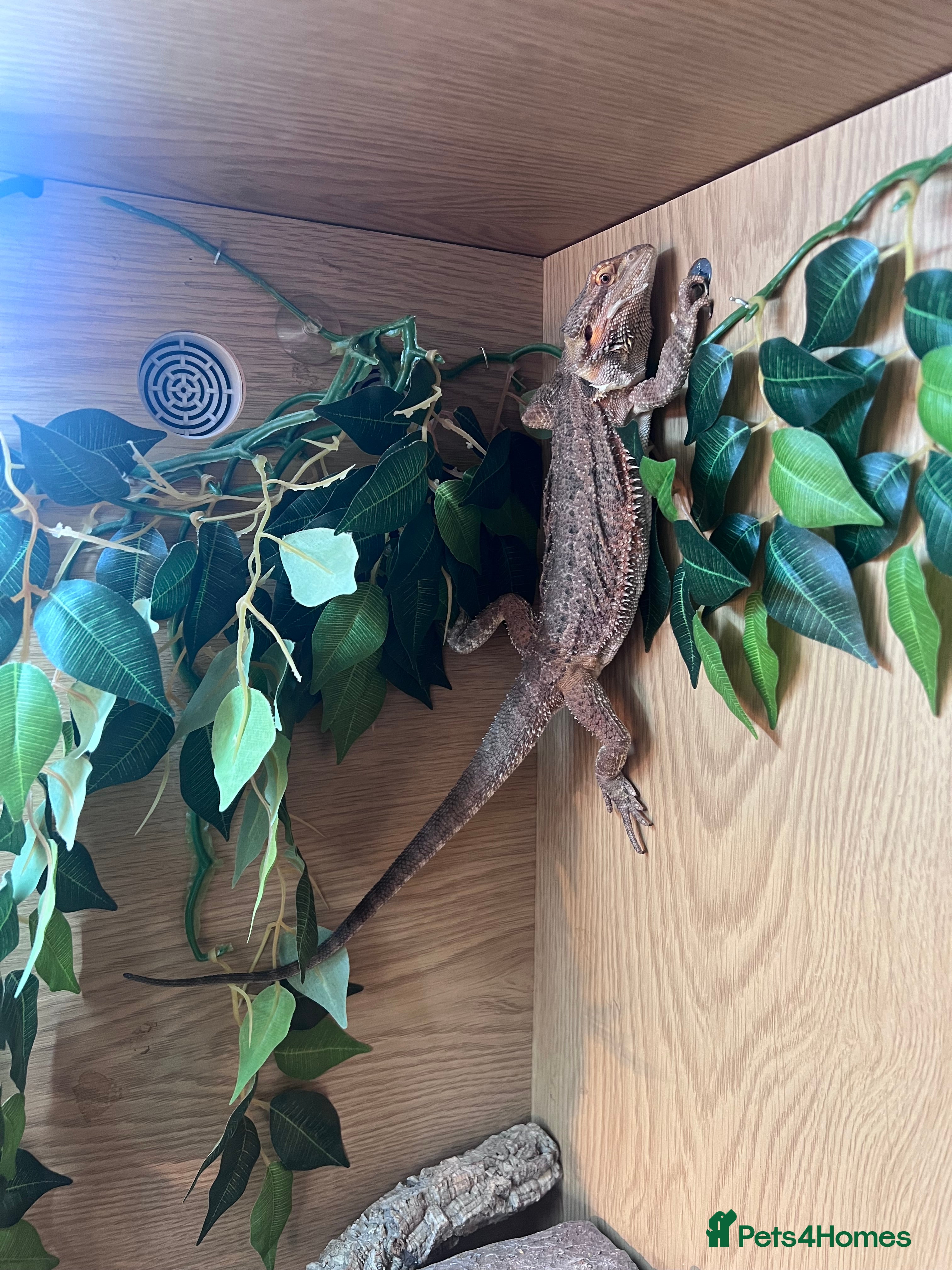 Mixed Breed reptiles 3x reptiles & full set ups, can sell separately  - Advert 16