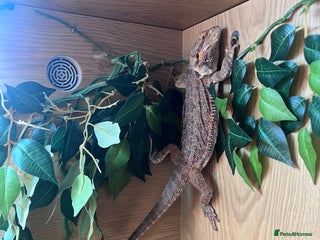 Mixed Breed reptiles 3x reptiles & full set ups, can sell separately - Advert 17