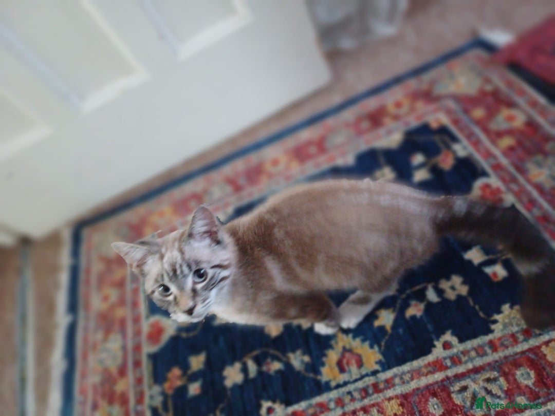 Domestic Shorthair cats for sale: Lynx Point Siamese Tabby mix  - Advert 8
