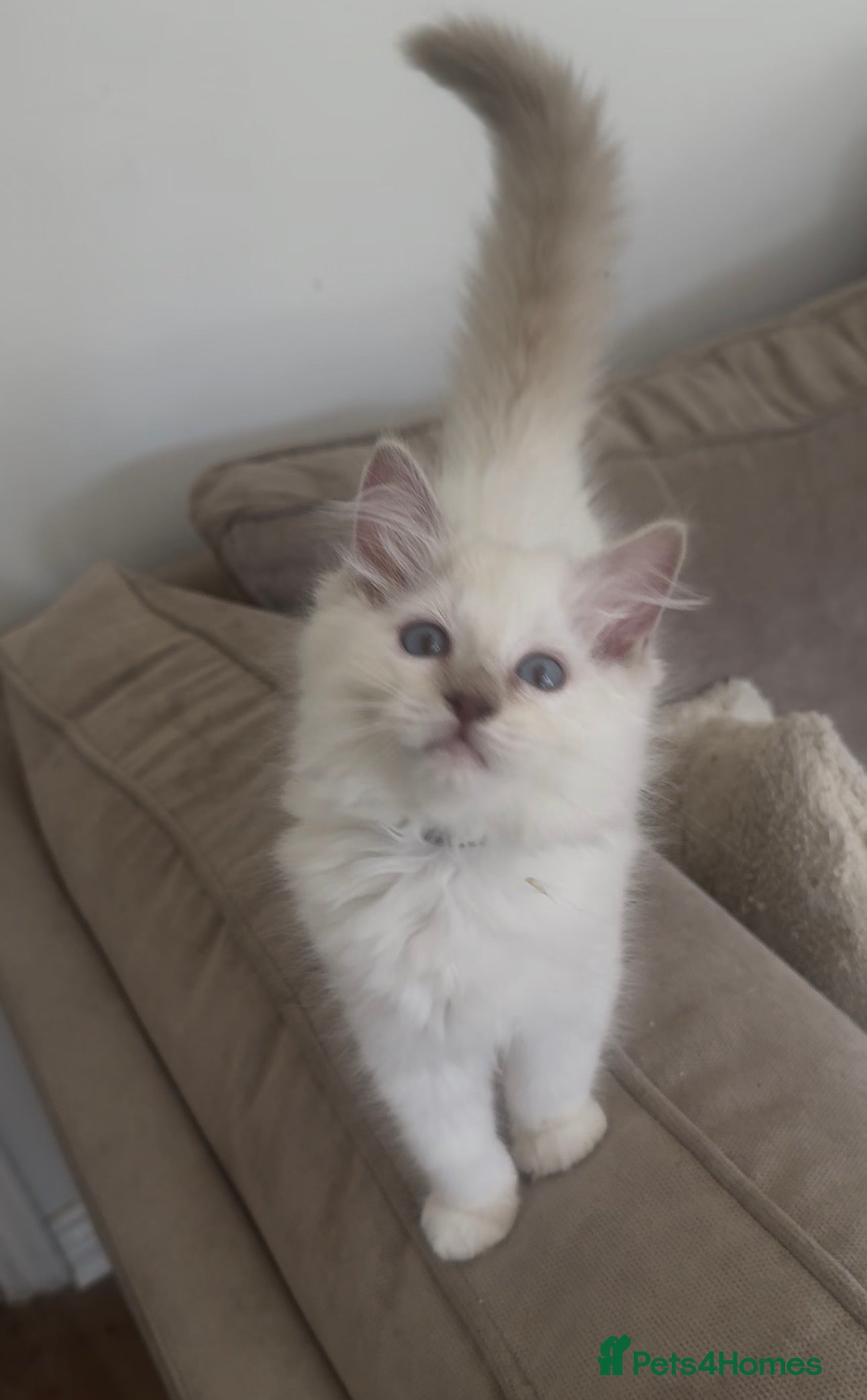 Ragdoll cats Ragdoll kittens GCCF champion breed show quality  - Advert 2