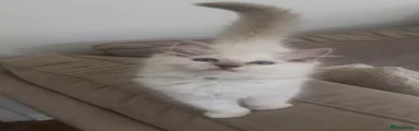 Jet 