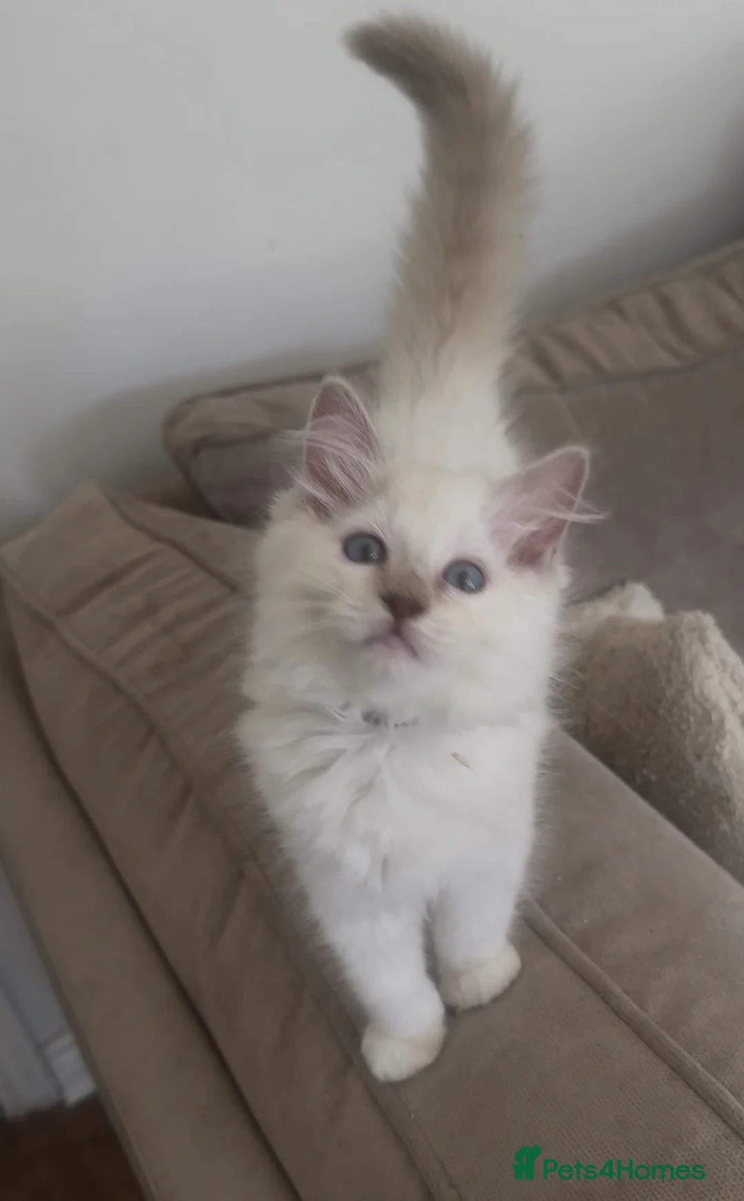 Ragdoll cats for sale: Ragdoll kittens GCCF champion breed show quality  - Advert 17