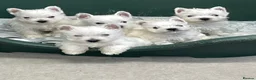 West Highland Terrier dogs for sale: Fantastic west highland pups  - Advert 3