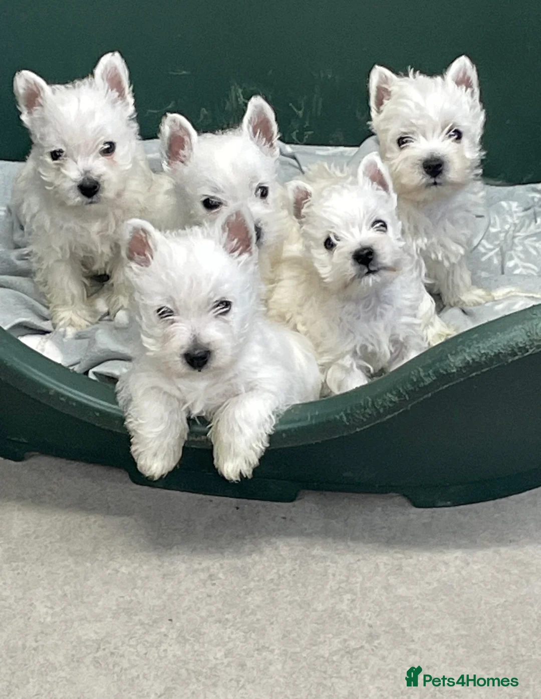 West Highland Terrier dogs for sale: Fantastic west highland pups  - Advert 3