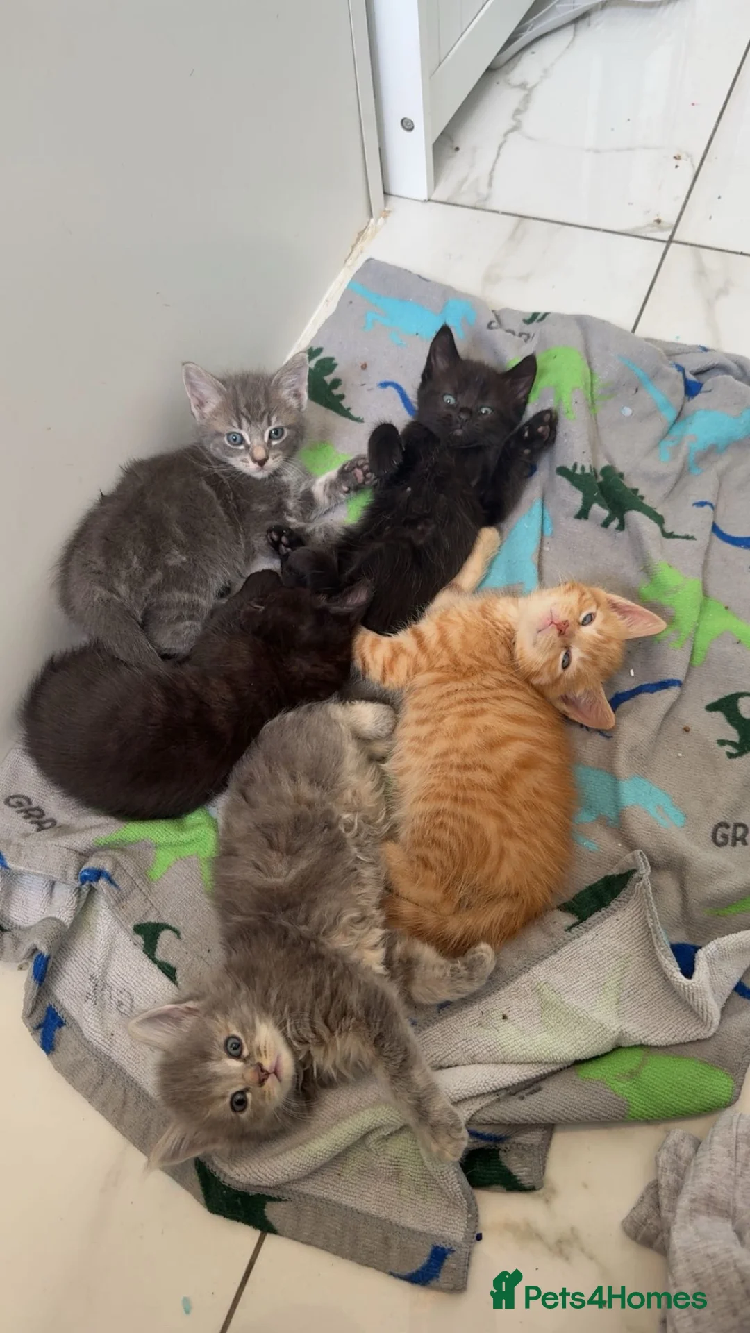 Bengal cats for sale: Bengal cross tabby kittens in Aldershot - Advert 2