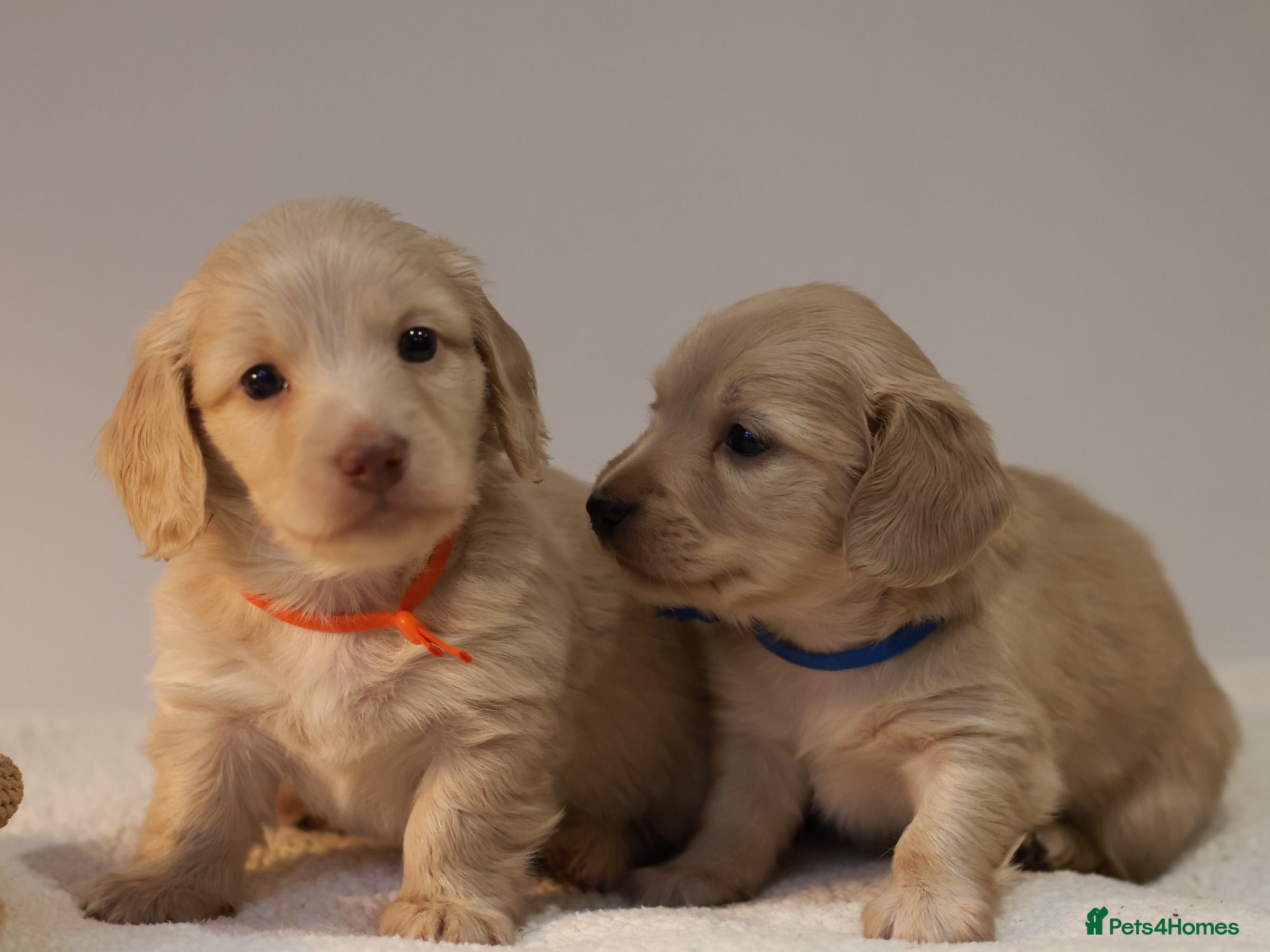 Miniature Dachshund dogs 5*Licensed+CREAMLONGHAIR+KCreg+PRACLEAR+Vetchecked - Advert 7