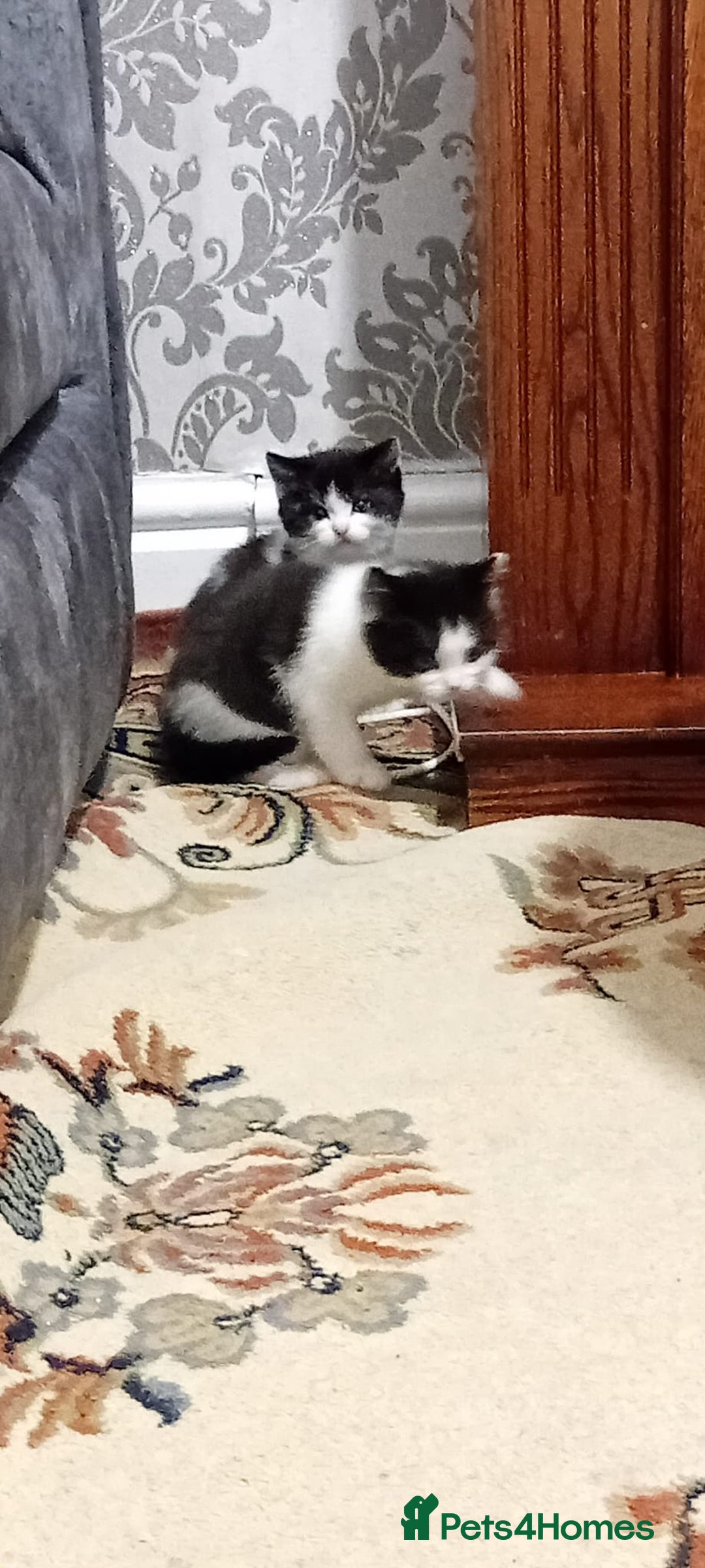 British Shorthair cats for sale: Black and white cat - Advert 3