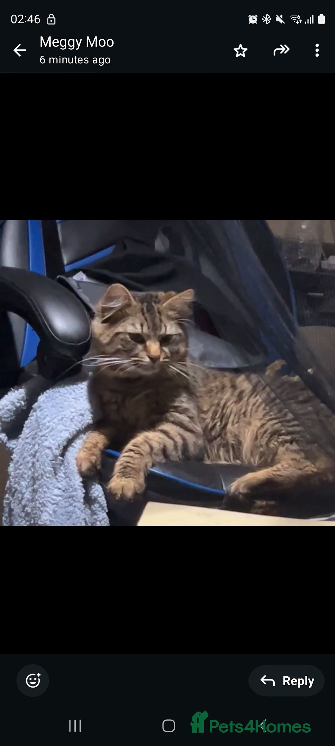 Asian cats for sale: Male cat  - Advert 1