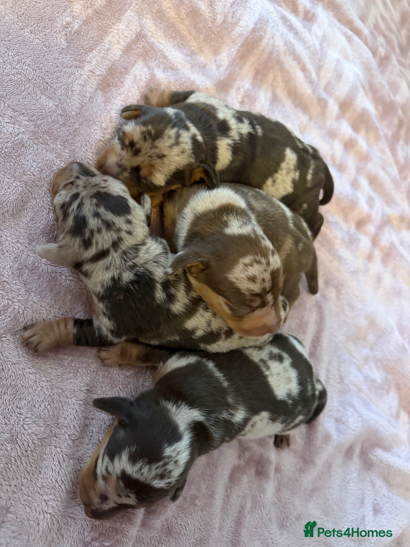 Miniature Dachshund dogs Gorgeous Dapple Mini Dachshund Puppies Boys&Girls - Advert 1